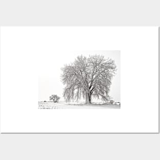 Frosted Cottonwoods Posters and Art